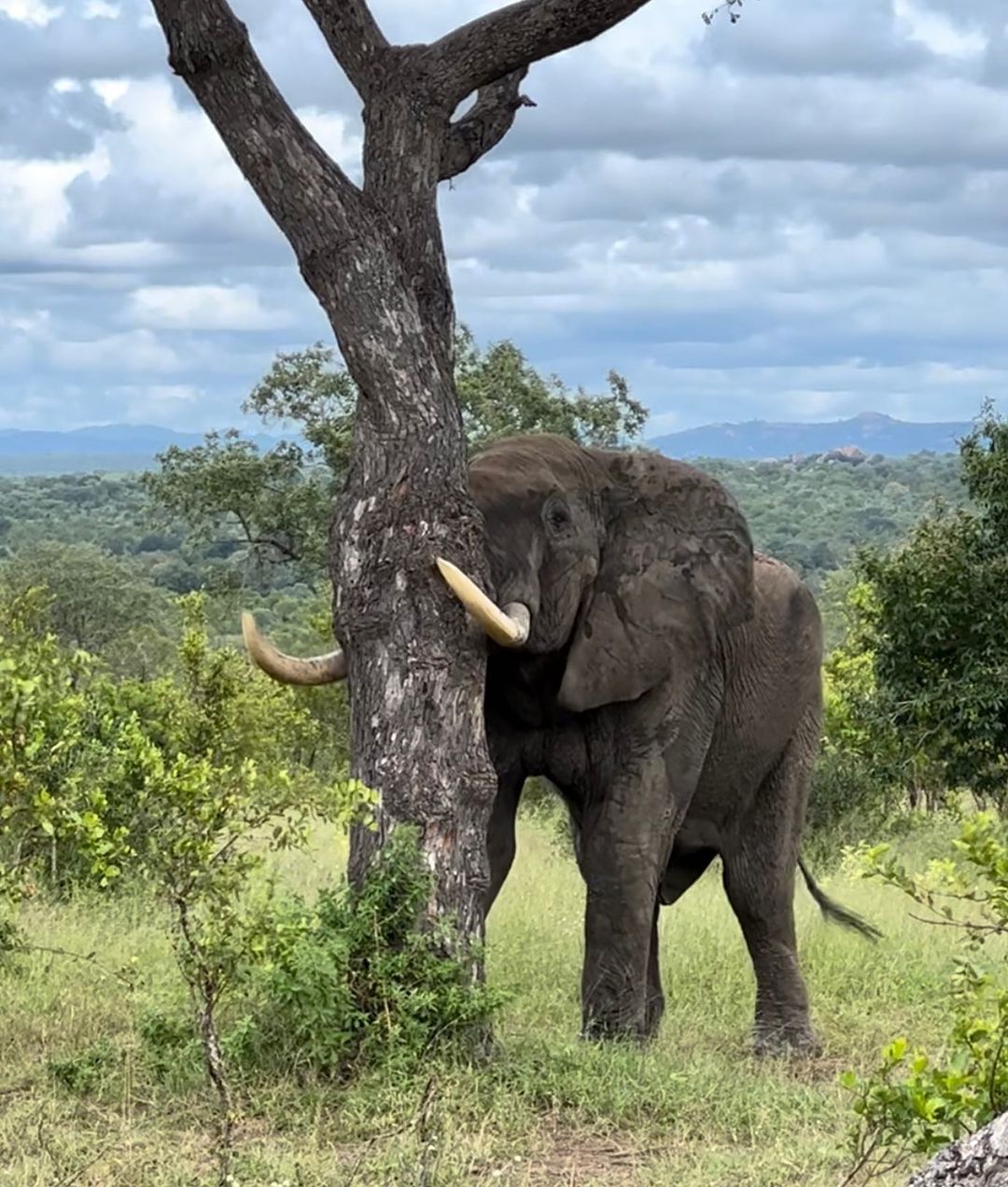 Chobe Safari
