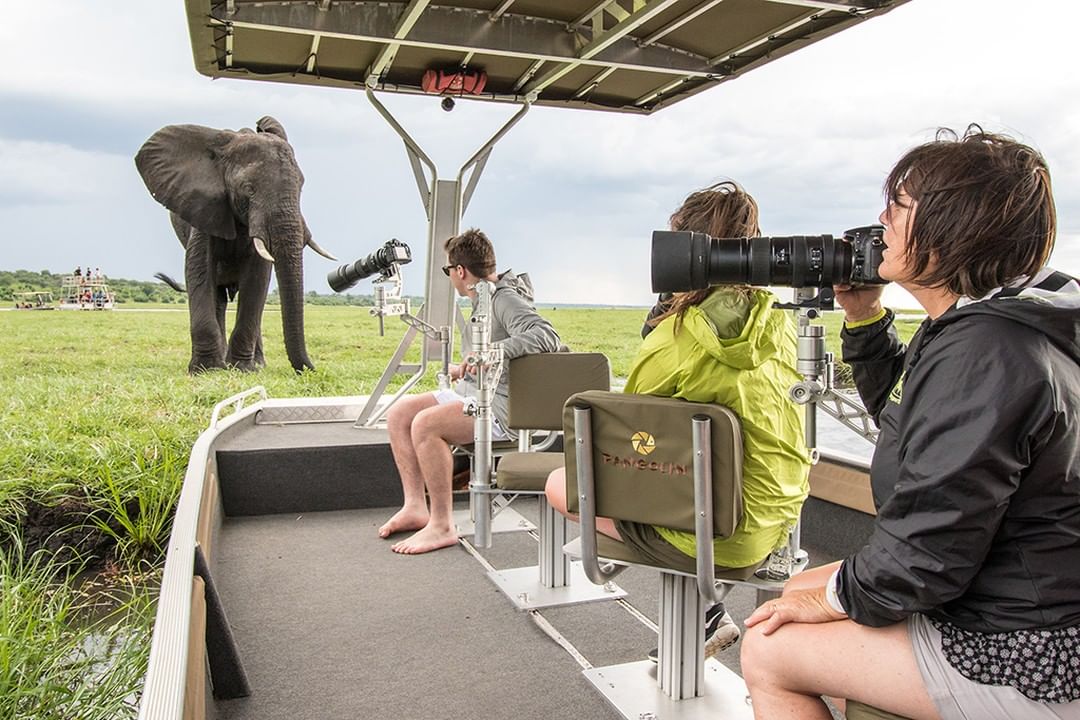 Chobe National Park Botswana game drive safari elephants buffalo lions wildlife