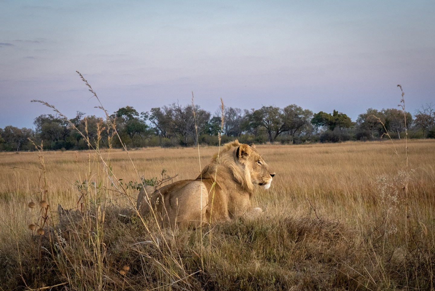 Wild Wanderlust: A Safari Trio Adventure Tsowa