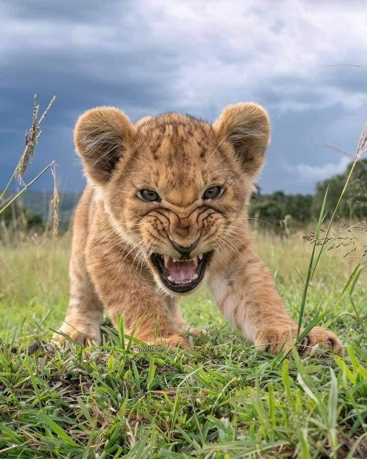 Young Lion