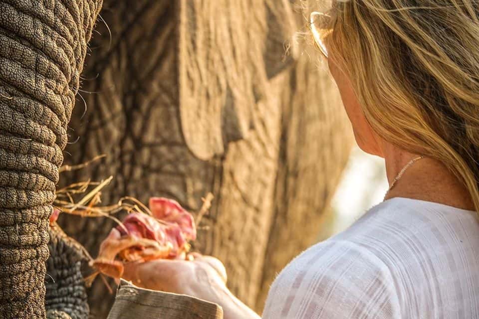 Gourmet dining Elephant Café Livingstone Zambia Zambezi River Victoria Falls fine dining experience