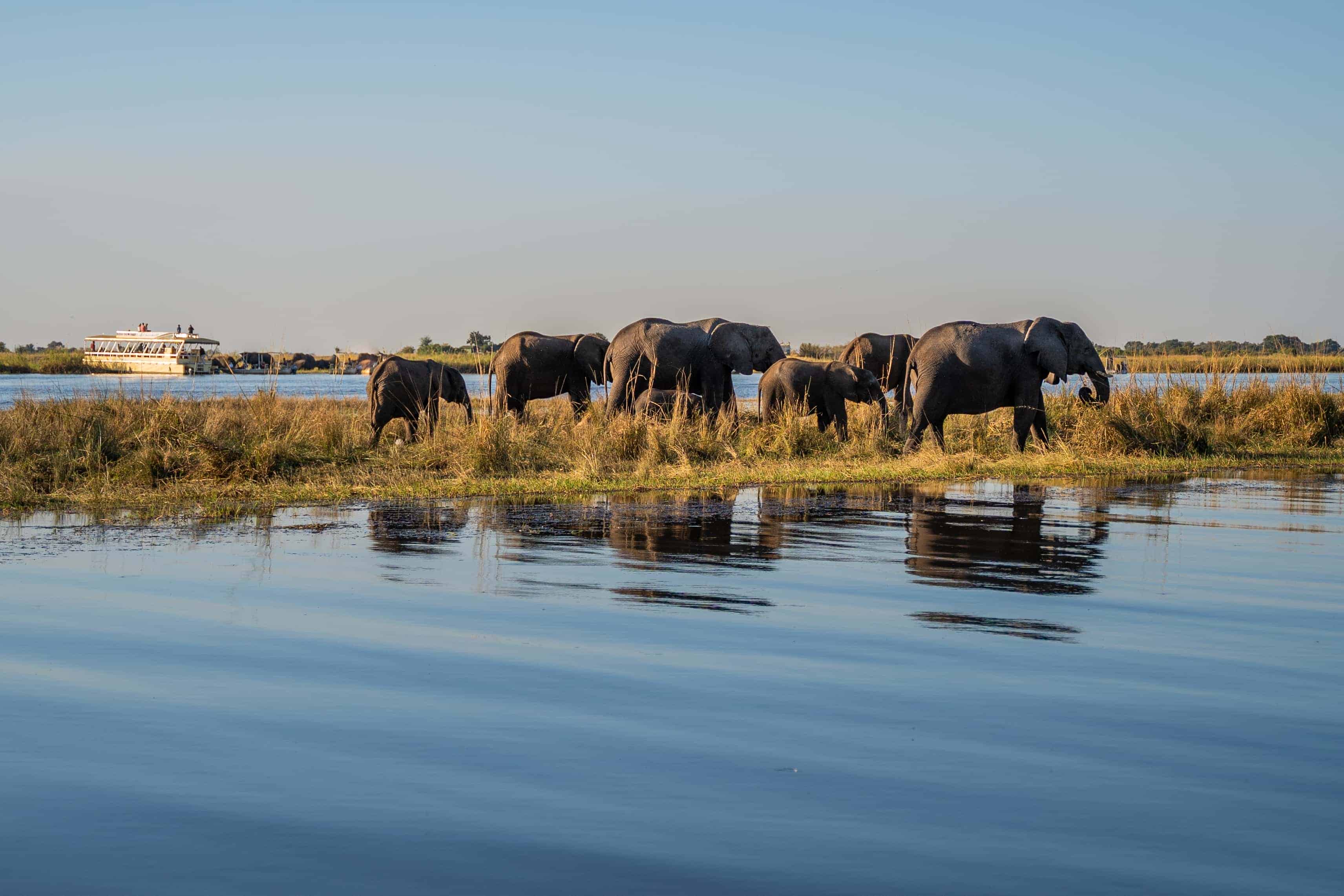 Chobe National Park elephants game drive Botswana safari from Victoria Falls