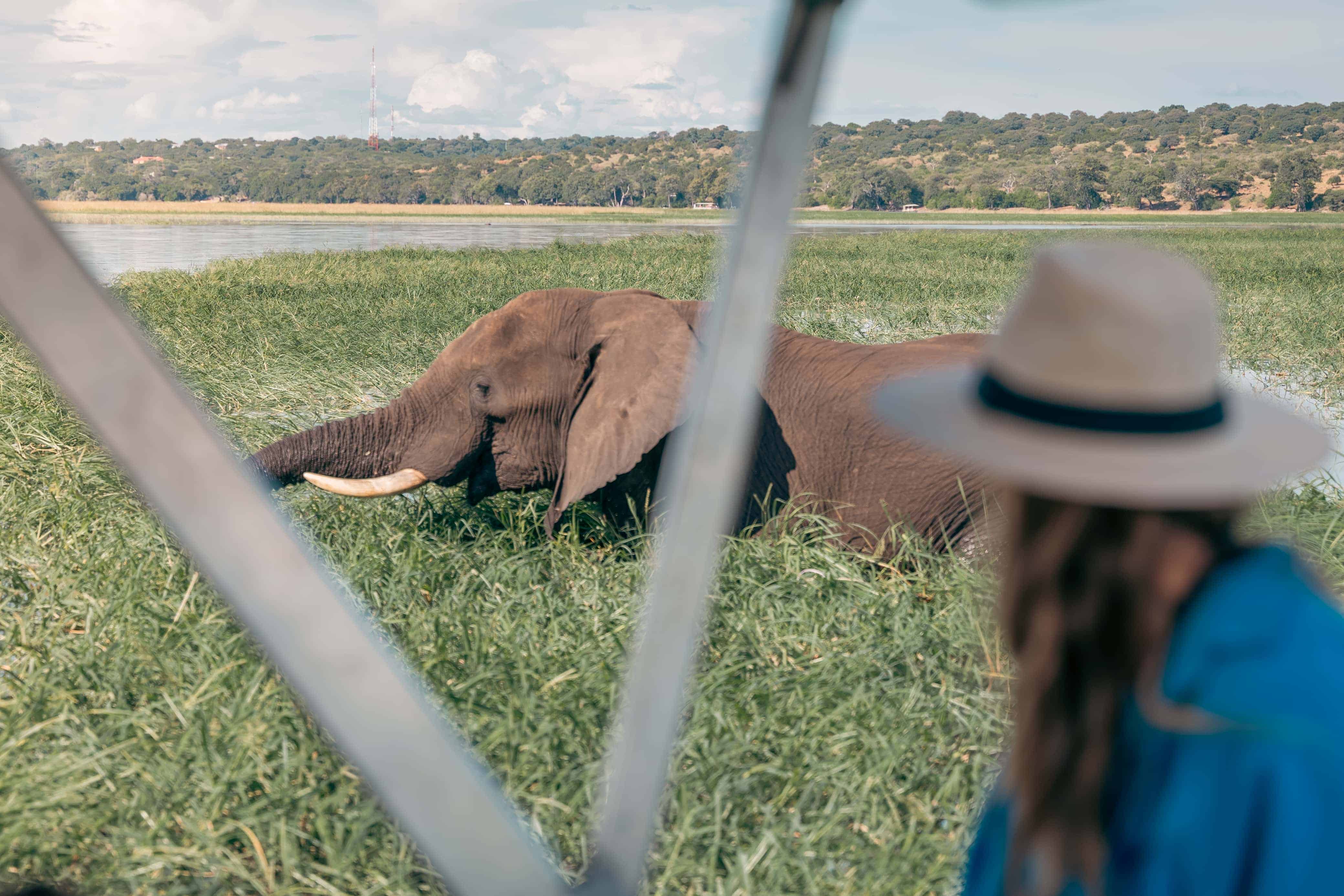 Wildlife sighting in Chobe