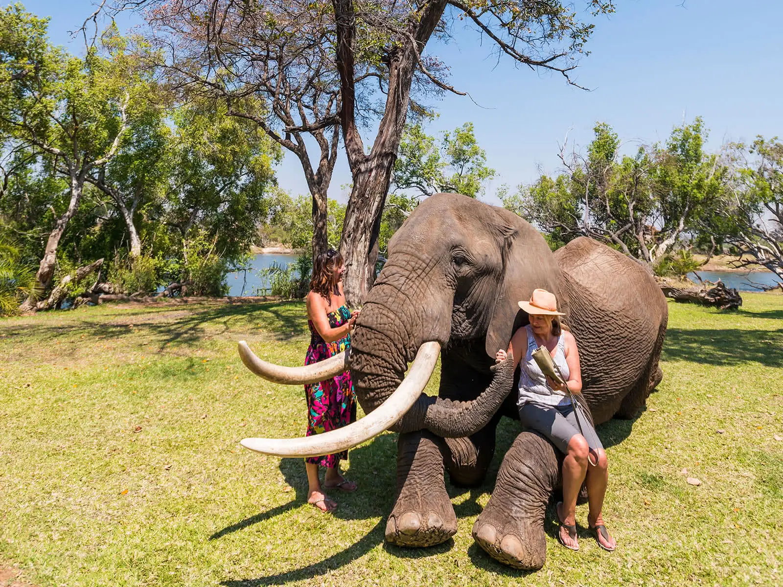 Elephant herd Chobe riverfront Botswana largest population Africa