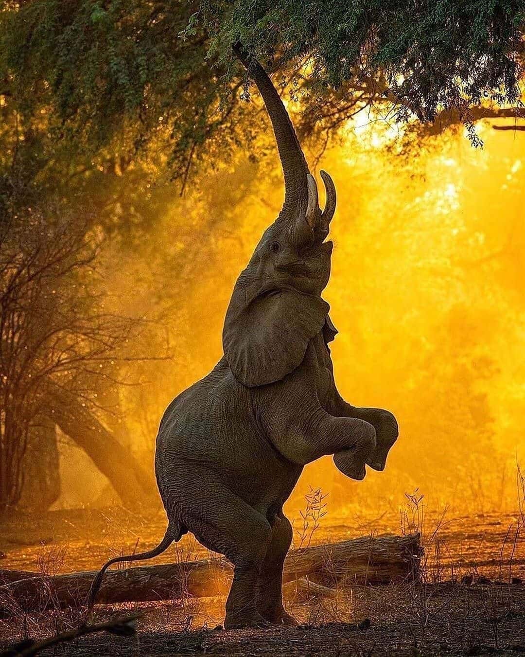 Mana Pools